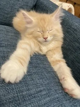 K.T 様のお迎えした子猫