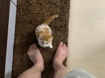 ももちゃん 様のお迎えした子猫