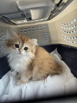 B.O 様のお迎えした子猫