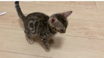 Jaguar 様のお迎えした子猫