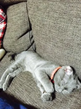 シャビ 様のお迎えした子猫