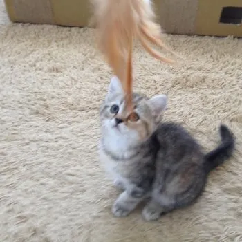 なこ 様のお迎えした子猫