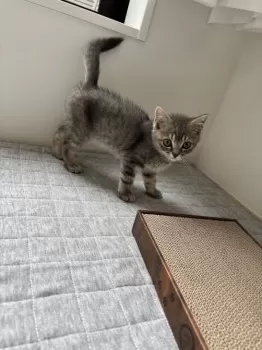 R 様のお迎えした子猫