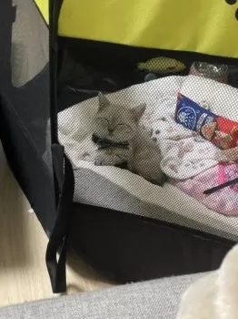 める 様のお迎えした子猫