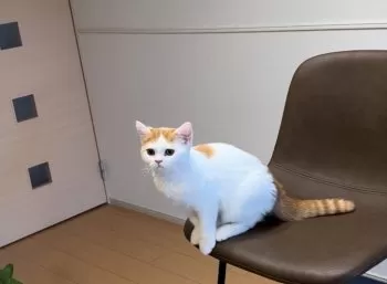 M.D 様のお迎えした子猫