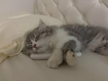 M.O 様のお迎えした子猫