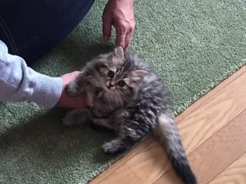 うづ 様のお迎えした子猫