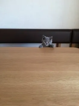 m.t 様のお迎えした子猫