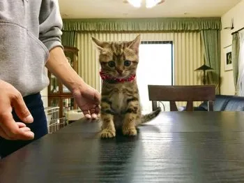 chaki 様のお迎えした子猫