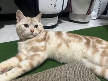 なつみ 様のお迎えした子猫