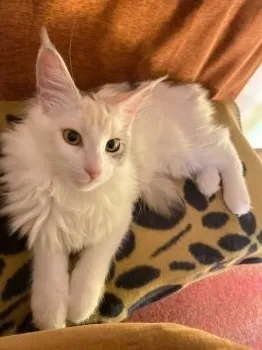 猫日和 様のお迎えした子猫