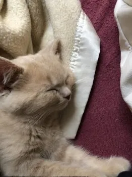 ルビー 様のお迎えした子猫