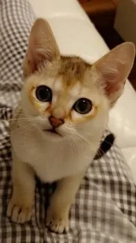 くまぴー 様のお迎えした子猫