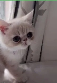 茶たろ 様のお迎えした子猫