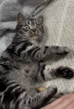 ゆう 様のお迎えした子猫