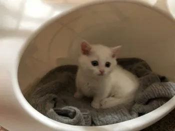 mm 様のお迎えした子猫