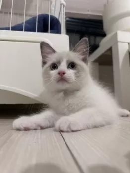 のん 様のお迎えした子猫