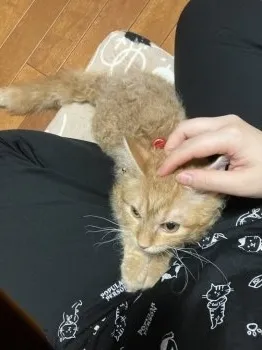 マツオ 様のお迎えした子猫