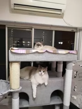 Ashia 様のお迎えした子猫