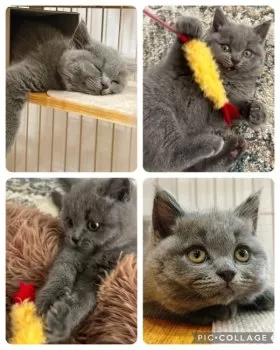 はまやん 様のお迎えした子猫