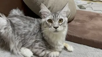まるこ 様のお迎えした子猫