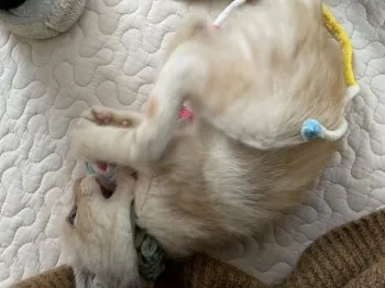 T.K 様のお迎えした子猫