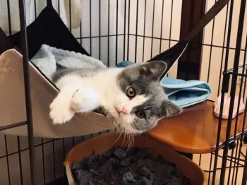 アポロママ 様のお迎えした子猫