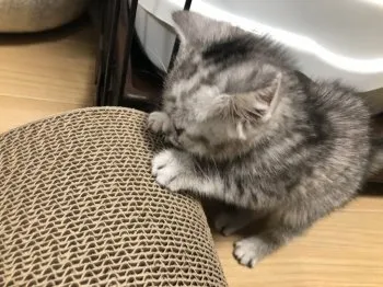 アカヘル 様のお迎えした子猫
