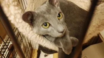 まりんにゃん 様のお迎えした子猫