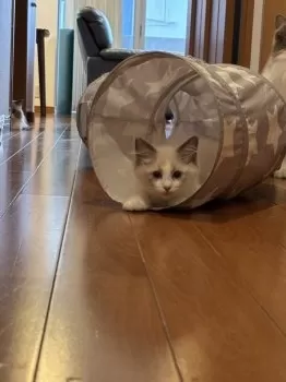 ハル 様のお迎えした子猫