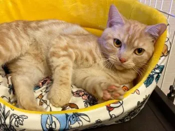 テン 様のお迎えした子猫