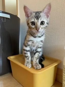 カッシー 様のお迎えした子猫
