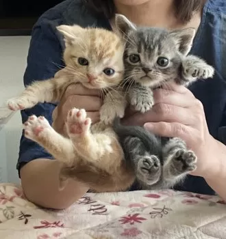 霧丸&丸虎 様のお迎えした子猫