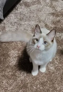 いせ 様のお迎えした子猫