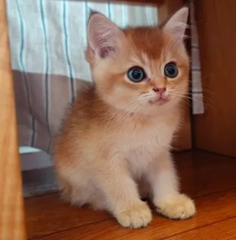 ラガニィ 様のお迎えした子猫