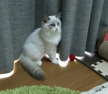 シカちゃんママ 様のお迎えした子猫