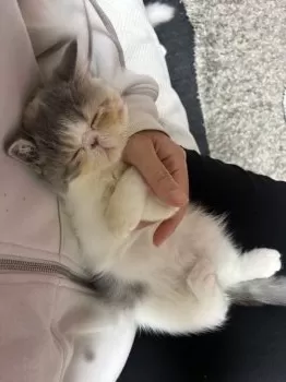 S.Y 様のお迎えした子猫