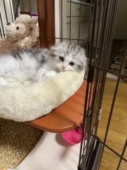 M.Y 様のお迎えした子猫