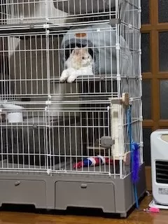 ヒロ 様のお迎えした子猫