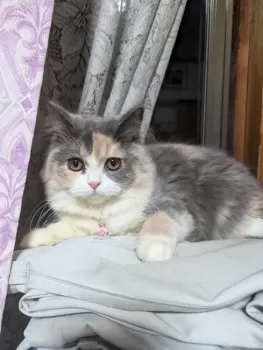 M.G 様のお迎えした子猫