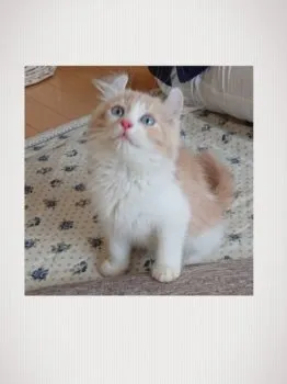 まるまろ 様のお迎えした子猫