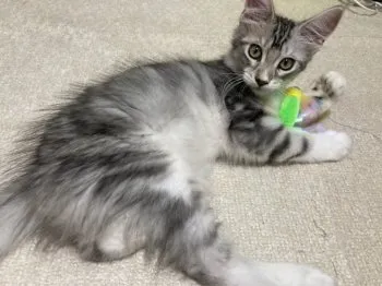 すぎっち 様のお迎えした子猫