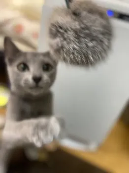 Emma 様のお迎えした子猫