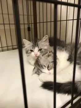 hiro 様のお迎えした子猫