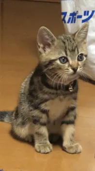 すみ 様のお迎えした子猫
