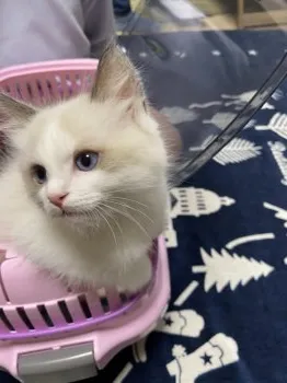 レディパパ 様のお迎えした子猫