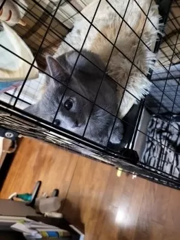 LOTUS 様のお迎えした子猫