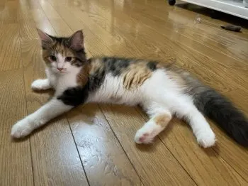 M.K 様のお迎えした子猫