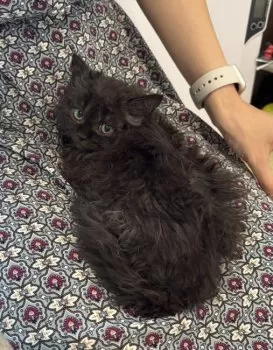 K 様のお迎えした子猫