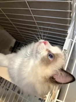 R.M 様のお迎えした子猫